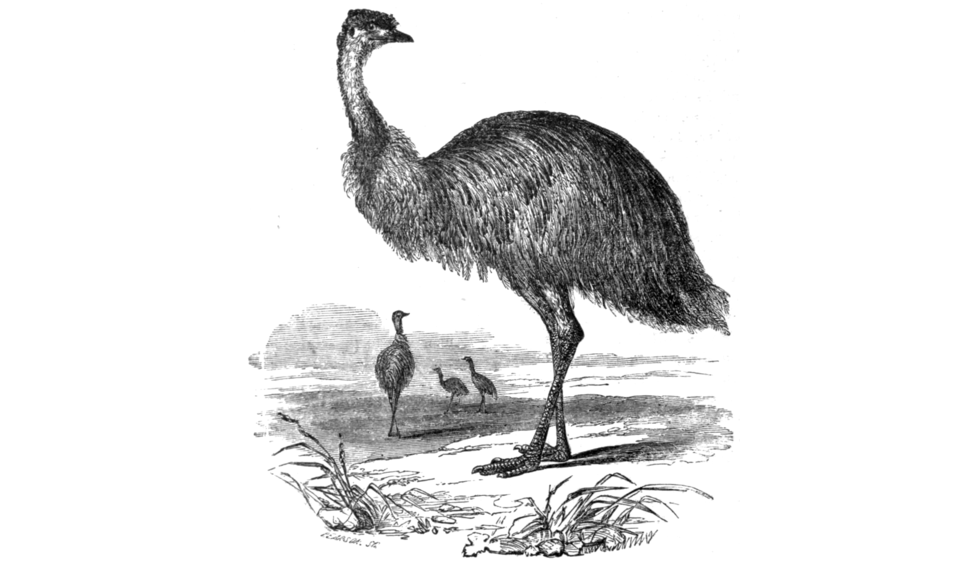 Bleu héron & Bel émeu