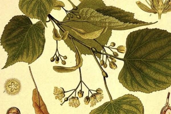 Mon texte pour le N°100 de L'Encrier renversé